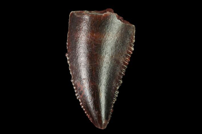 Serrated, Raptor Tooth - Real Dinosaur Tooth #158949